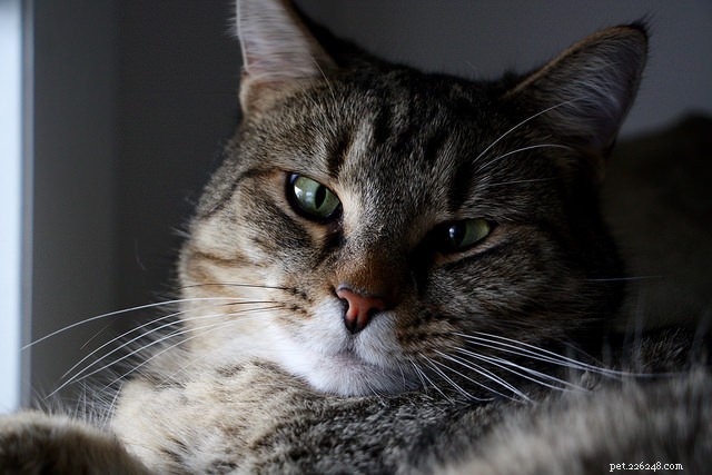 7 Key Reasons Why Cats Skip Their Litter Box – Solutions & Prevention