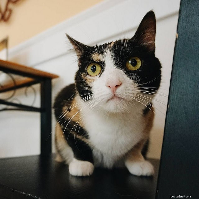 7 Key Reasons Why Cats Skip Their Litter Box – Solutions & Prevention