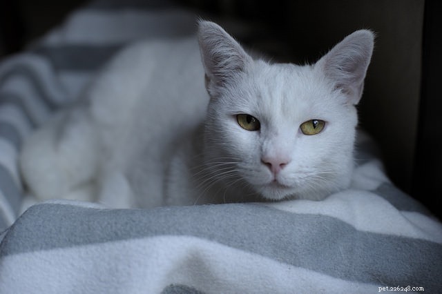 7 Key Reasons Why Cats Skip Their Litter Box – Solutions & Prevention