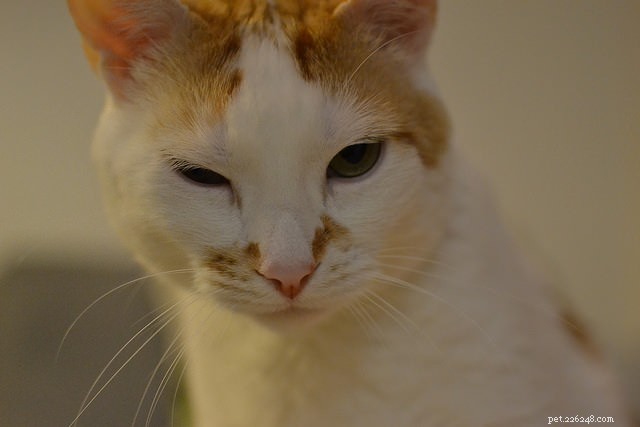 7 Key Reasons Why Cats Skip Their Litter Box – Solutions & Prevention