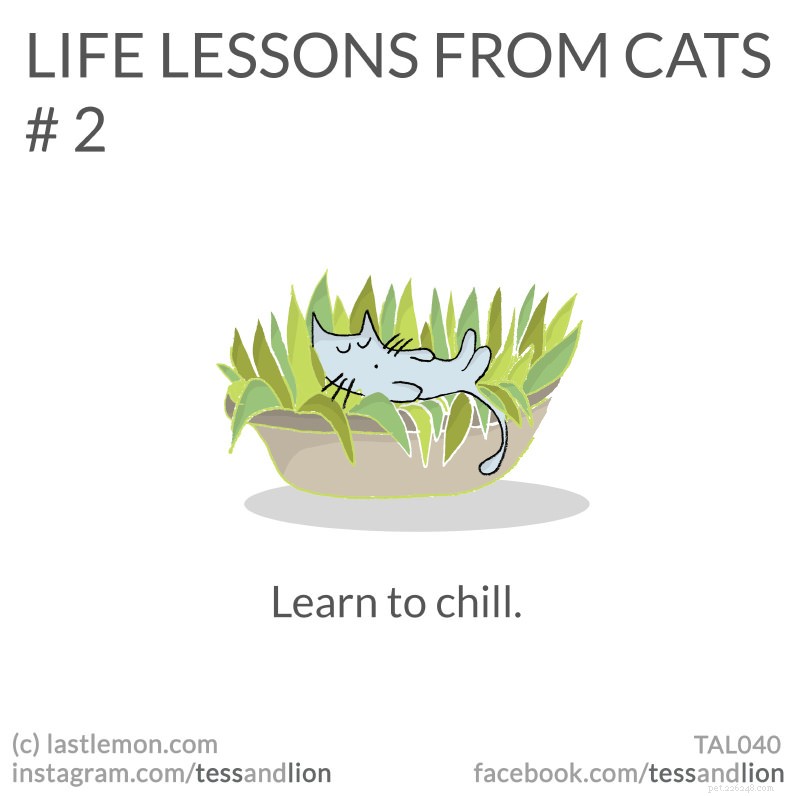 21 Endearing Cat-Inspired Life Lessons From NYT Bestsellers