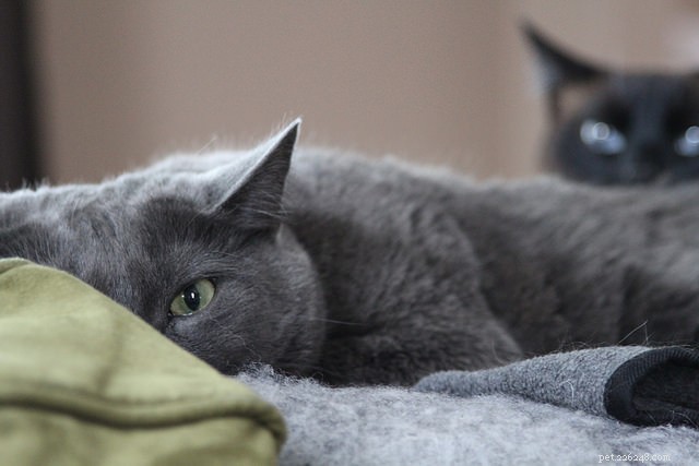 Decoding Cat-to-Cat Communication: Insights for Harmonious Multi-Cat Homes