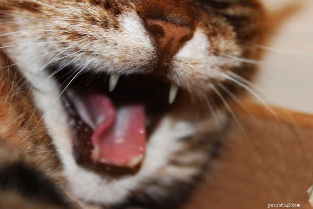 Decoding Cat-to-Cat Communication: Insights for Harmonious Multi-Cat Homes