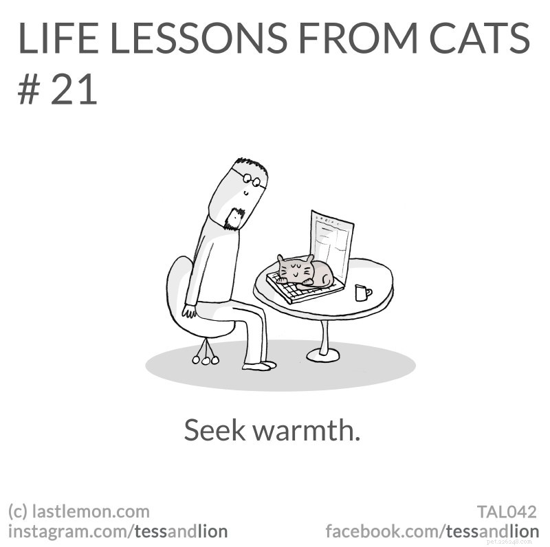 21 Endearing Cat-Inspired Life Lessons From NYT Bestsellers