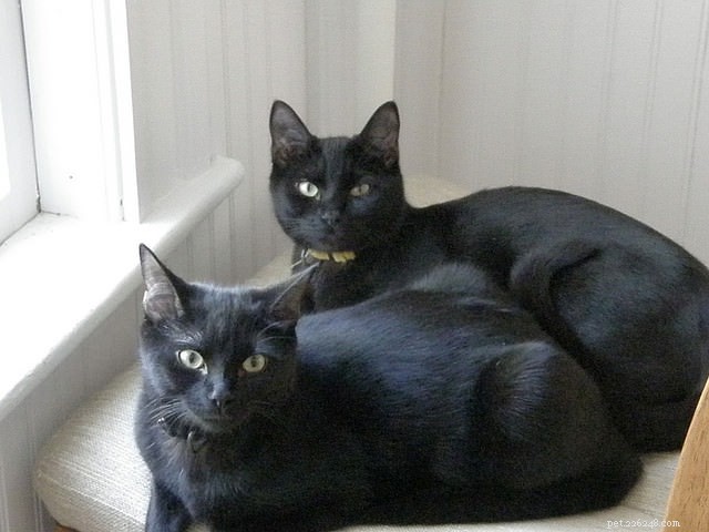 Decoding Cat-to-Cat Communication: Insights for Harmonious Multi-Cat Homes