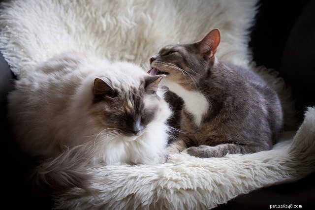 Decoding Cat-to-Cat Communication: Insights for Harmonious Multi-Cat Homes