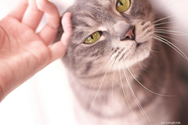 5 Common Ways You Might Be Offending Your Cat – How to Stop It