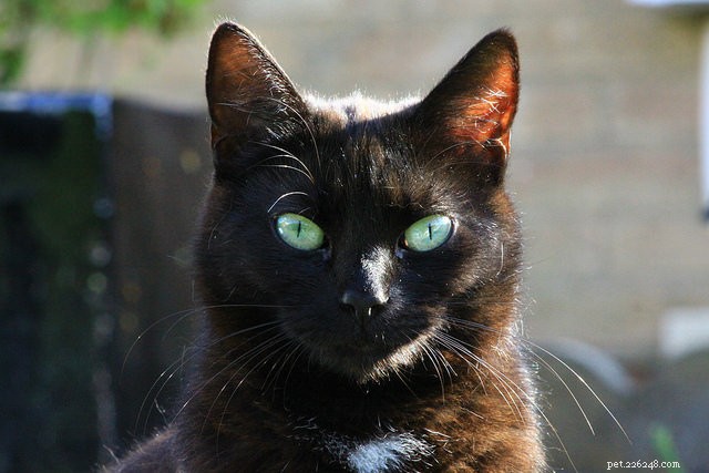 5 Common Ways You Might Be Offending Your Cat – How to Stop It