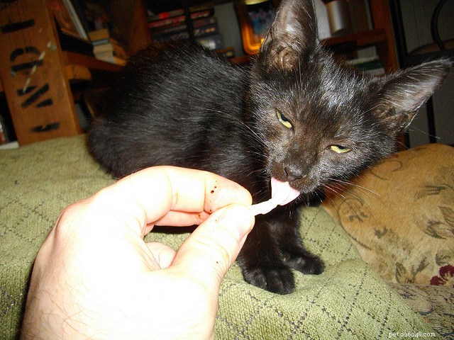 Why Does Your Cat Refuse Food? Science Uncovers the Truth