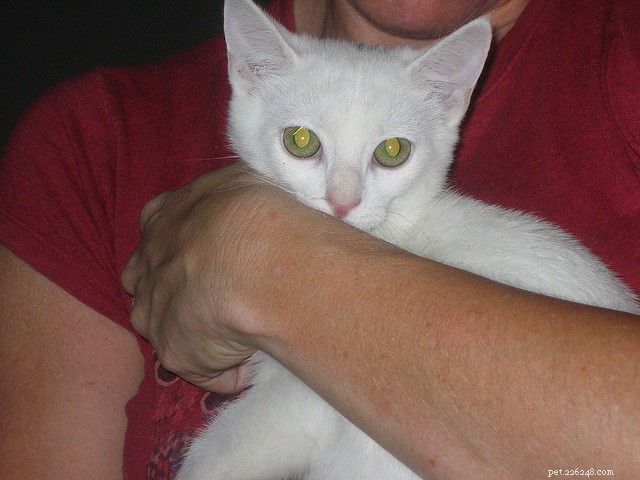 5 Common Ways You Might Be Offending Your Cat – How to Stop It