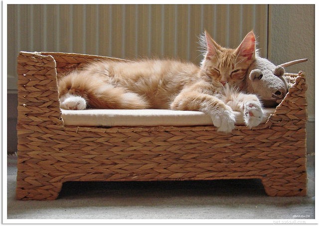 Discover What Your Cat Thinks About Music: The Science Behind Cat-Friendly Tunes