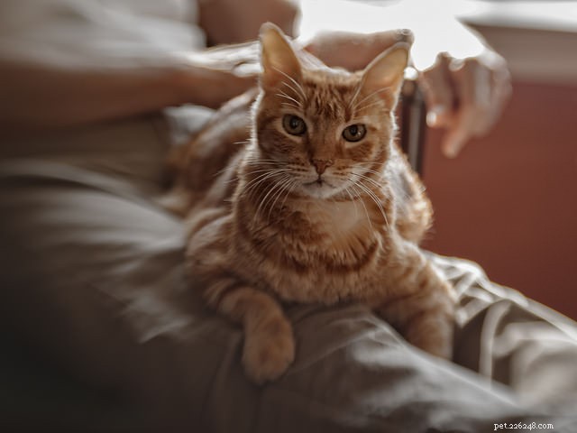 5 Common Ways You Might Be Offending Your Cat – How to Stop It