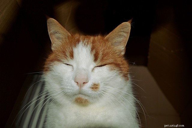 5 Essential Ear Signals Every Cat Owner Should Understand