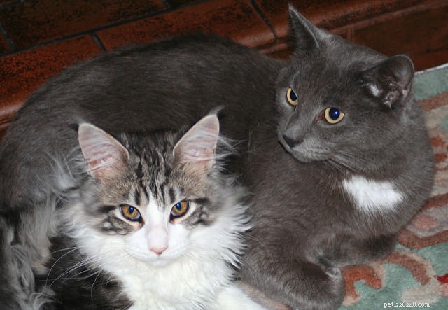 5 Proven Strategies to Foster Strong Bonds Between Your Cats
