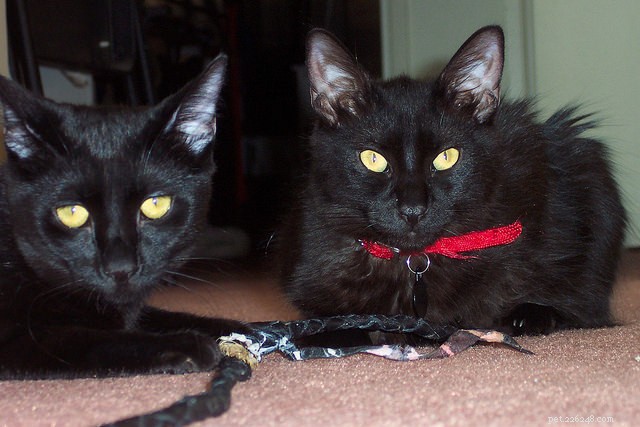 5 Proven Strategies to Foster Strong Bonds Between Your Cats