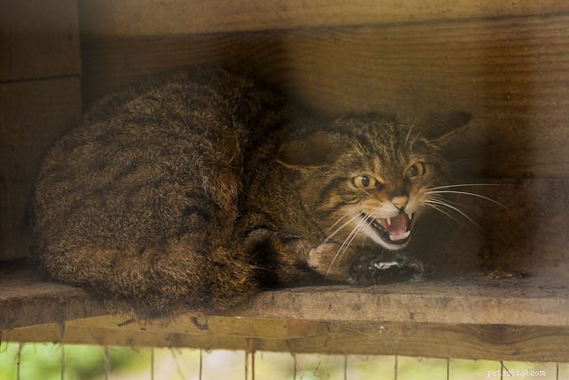 5 Essential Ear Signals Every Cat Owner Should Understand
