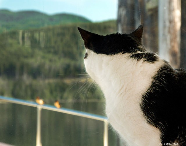 5 Essential Ear Signals Every Cat Owner Should Understand