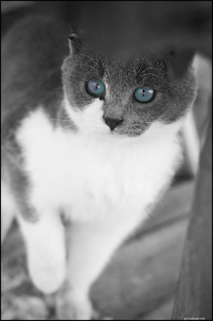 Does Your Cat’s Coat Color Reveal Its Personality?