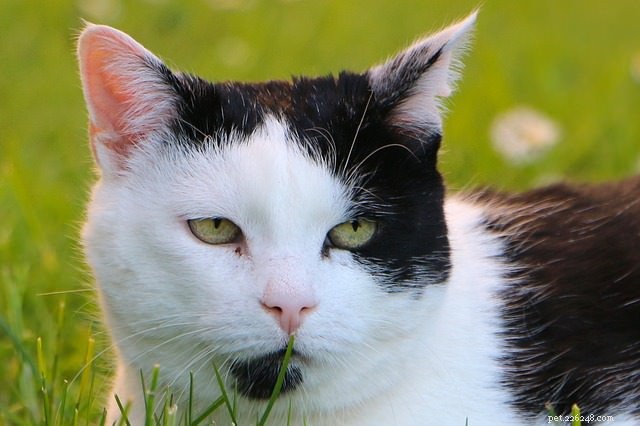 Does Your Cat’s Coat Color Reveal Its Personality?