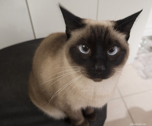 Four Remarkable Super-Senses Passed Down to Modern Cats
