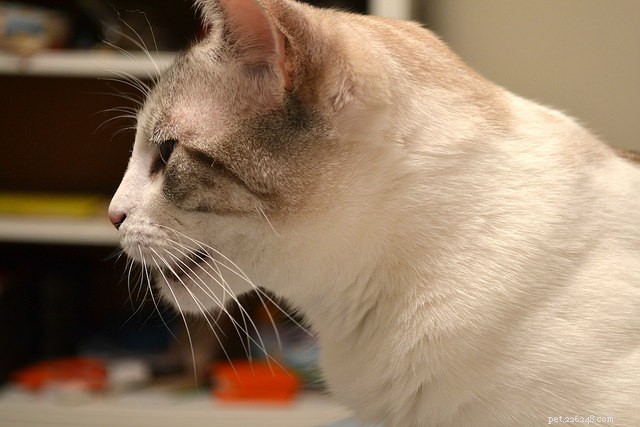 Four Remarkable Super-Senses Passed Down to Modern Cats