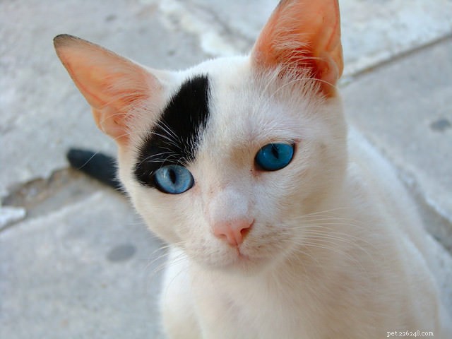 Four Remarkable Super-Senses Passed Down to Modern Cats