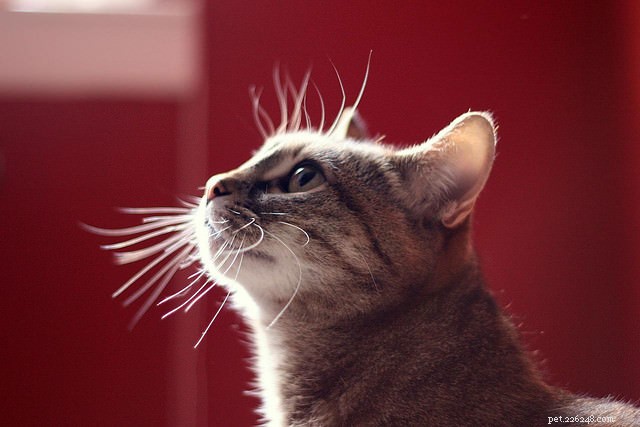 Four Remarkable Super-Senses Passed Down to Modern Cats