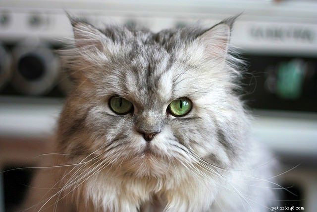 How a Cat’s Facial Shape Can Reveal Its Personality – Surprising Insights for Pet Owners