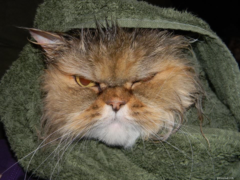 How a Cat’s Facial Shape Can Reveal Its Personality – Surprising Insights for Pet Owners