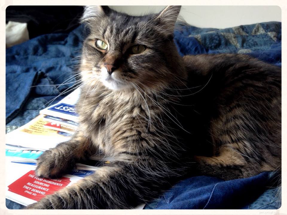How a Cat’s Facial Shape Can Reveal Its Personality – Surprising Insights for Pet Owners
