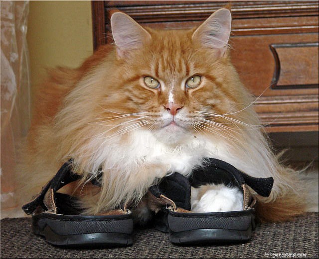 How a Cat’s Facial Shape Can Reveal Its Personality – Surprising Insights for Pet Owners
