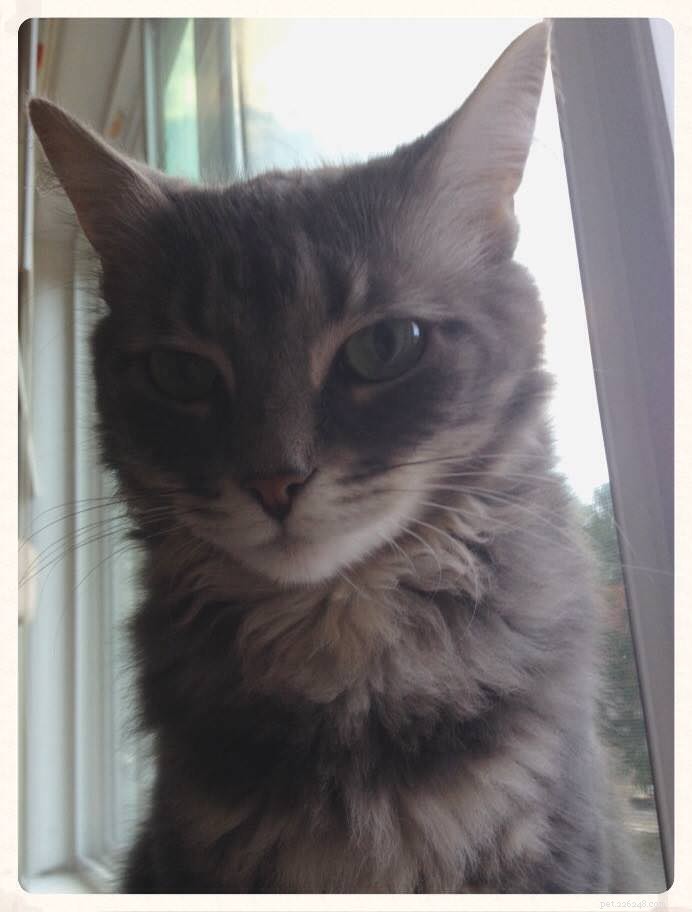 How a Cat’s Facial Shape Can Reveal Its Personality – Surprising Insights for Pet Owners