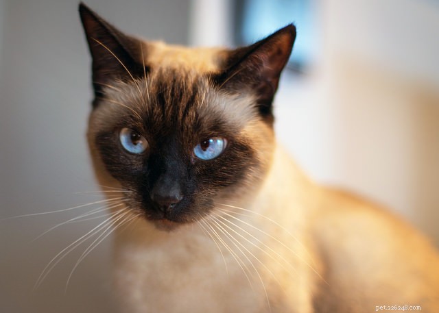 How a Cat’s Facial Shape Can Reveal Its Personality – Surprising Insights for Pet Owners