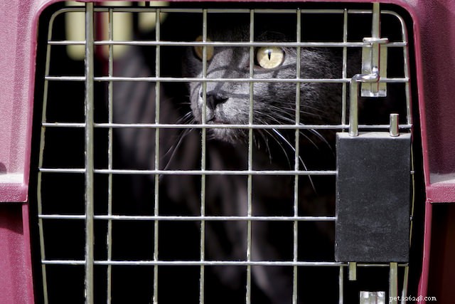 10 Common Human Actions Cats Dislike (and Why)