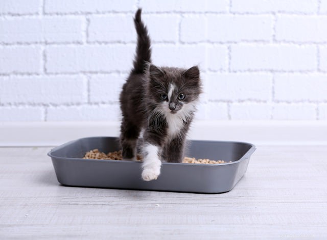 10 Common Human Actions Cats Dislike (and Why)