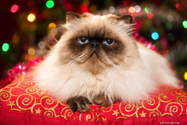 10 Common Human Actions Cats Dislike (and Why)