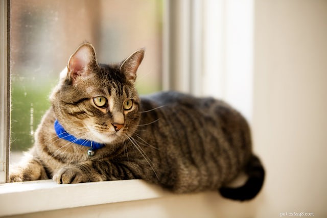 10 Common Human Actions Cats Dislike (and Why)