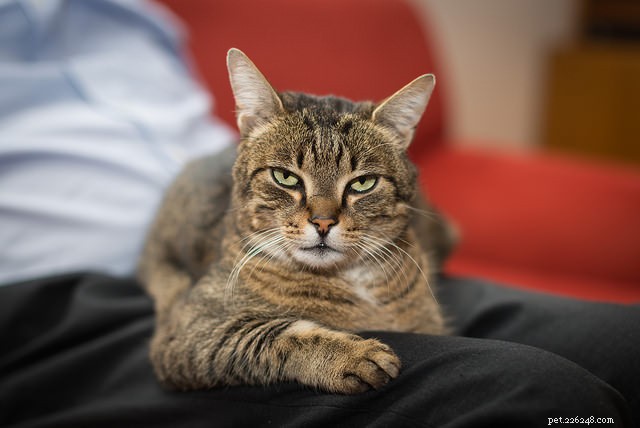 8 Expert Tips for Approaching Unfamiliar Cats