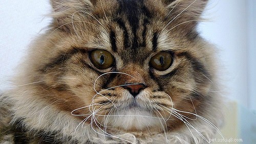8 Expert Tips for Approaching Unfamiliar Cats