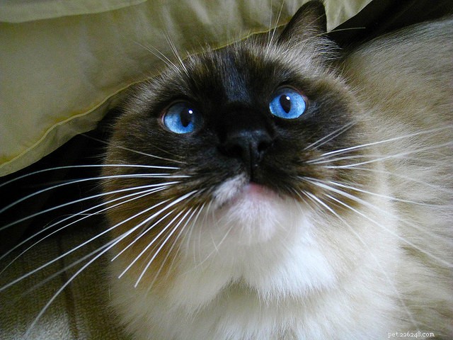 8 Expert Tips for Approaching Unfamiliar Cats
