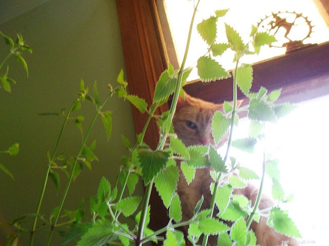Do Cats Really Love Catnip? Uncovering the Truth Behind Their Reaction