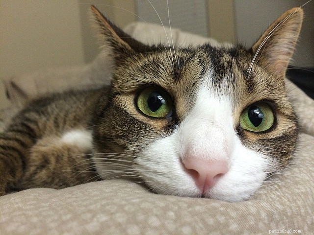 8 Expert Tips for Approaching Unfamiliar Cats