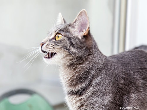Why Cats Chat at Birds: Unraveling the Science Behind Their Mysterious Behavior