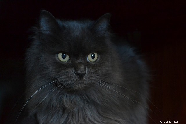 8 Expert Tips for Approaching Unfamiliar Cats