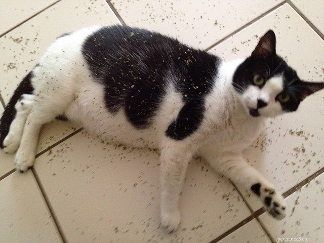 Do Cats Really Love Catnip? Uncovering the Truth Behind Their Reaction