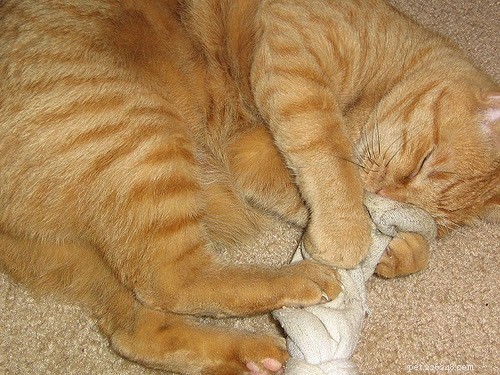 Do Cats Really Love Catnip? Uncovering the Truth Behind Their Reaction