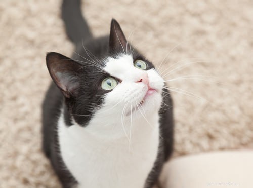 How Cats Outsmart Us: The Science Behind Their Clever Communication