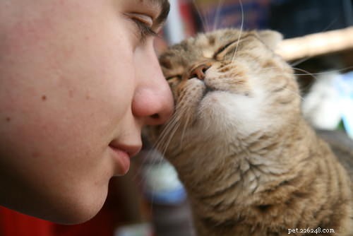 Vet Explains Why Cats Head-Butt: A Sign of Affection and Trust