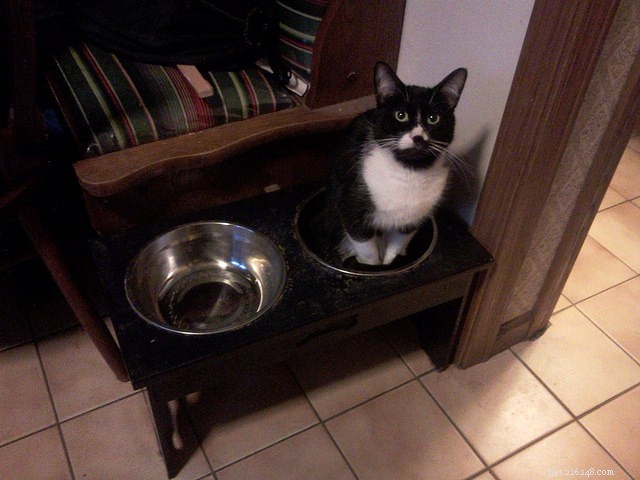 7 Common Reasons Your Cat Is a Picky Eater (and How to Fix Them)
