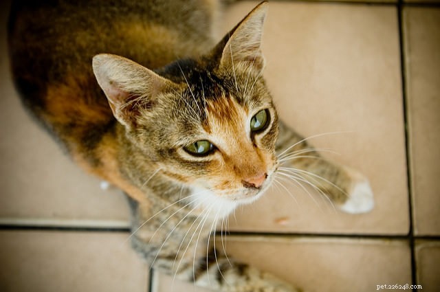 7 Common Reasons Your Cat Is a Picky Eater (and How to Fix Them)